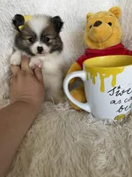 Piña Colada , a female Pomeranian for sale in Fort Myers, FL – 2 of 7