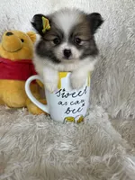 Piña Colada , a female Pomeranian for sale in Fort Myers, FL – 4 of 7