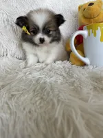 Piña Colada , a female Pomeranian for sale in Fort Myers, FL – 3 of 7