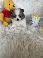 Bellini, a female Pomeranian for sale in Fort Myers, FL – 2 of 8