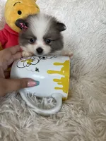 Bellini, a female Pomeranian for sale in Fort Myers, FL – 4 of 8