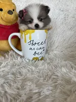 Bellini, a female Pomeranian for sale in Fort Myers, FL – 5 of 8
