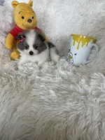 Bellini, a female Pomeranian for sale in Fort Myers, FL – 3 of 8