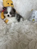 Bellini, a female Pomeranian for sale in Fort Myers, FL – 7 of 8