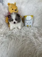 Bellini, a female Pomeranian for sale in Fort Myers, FL – 6 of 8