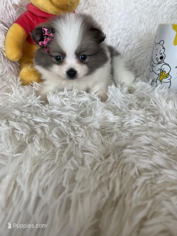 Bellini – Pomeranian puppy for sale in Fort Myers, FL