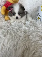 Bellini, a female Pomeranian for sale in Fort Myers, FL – 1 of 8