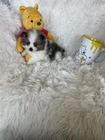 Bellini, a female Pomeranian for sale in Fort Myers, FL – 8 of 8