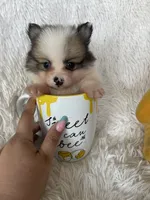 Martini, a male Pomeranian for sale in Fort Myers, FL – 4 of 7