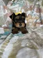 Sophie , a female Yorkshire Terrier for sale in Fort Myers, FL – 6 of 8
