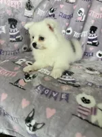 Truly, a female Pomeranian for sale in Fort Myers, FL – 5 of 5