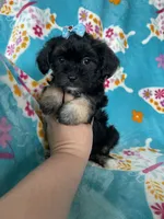 Maya, a female Maltipoo for sale in Fort Myers, FL – 6 of 6