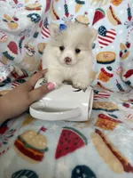 Sugar, a female Pomeranian for sale in Fort Myers, FL – 2 of 6