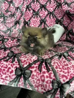 Frappe, a male Pomeranian for sale in Fort Myers, FL – 3 of 8