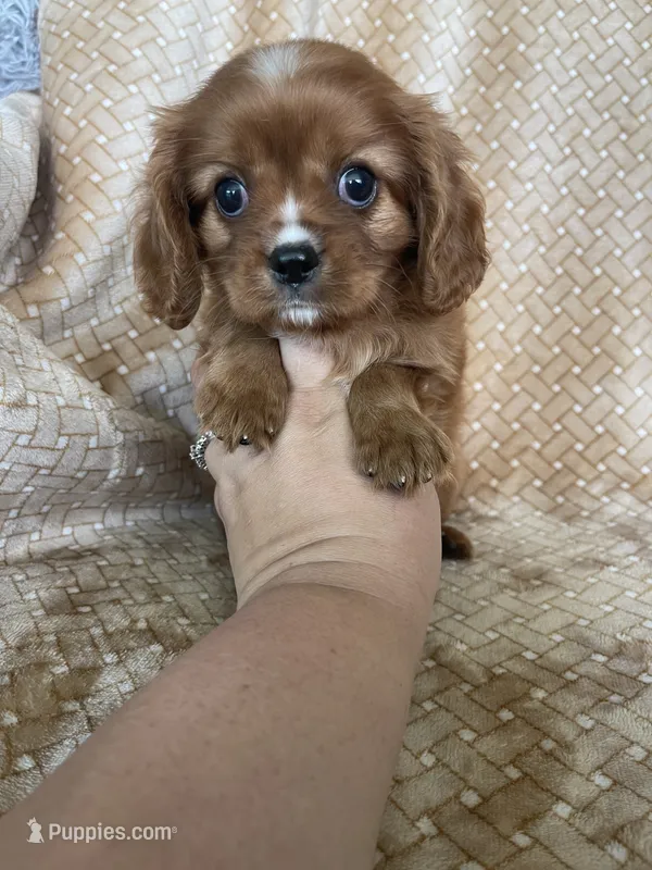Prosciutto  – Cavalier King Charles Spaniel puppy for sale in Fort Myers, FL