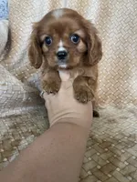 Prosciutto , a male Cavalier King Charles Spaniel for sale in Fort Myers, FL – 1 of 7