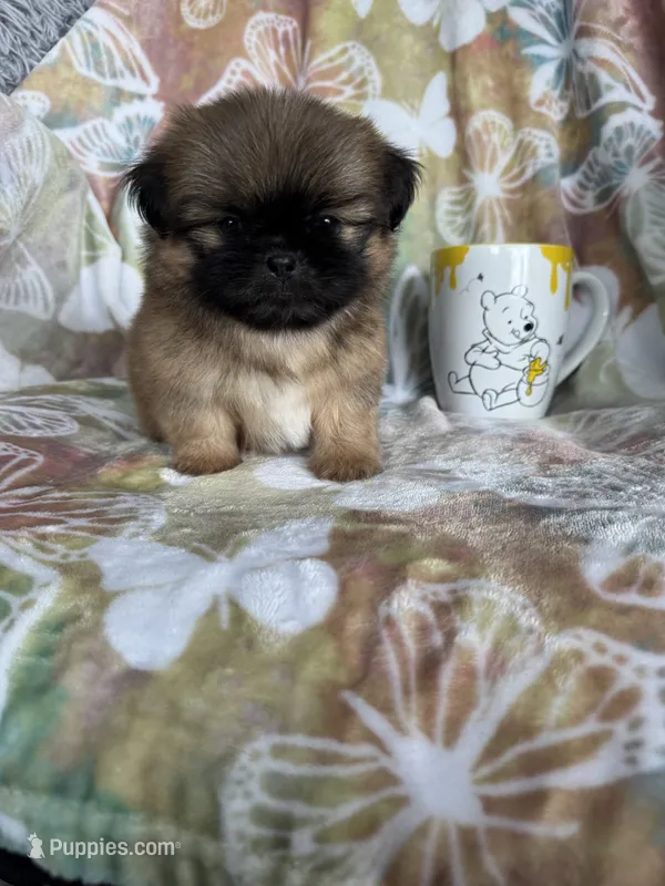 Peanut – Shih Tzu puppy for sale in Fort Myers, FL