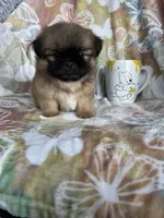 Peanut, a male Shih Tzu for sale in Fort Myers, FL – 1 of 10