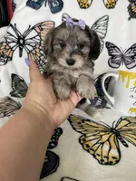 Summer, a female Maltipoo for sale in Fort Myers, FL – 5 of 8