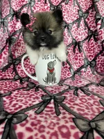 Sugar, a female Pomeranian for sale in Fort Myers, FL – 3 of 8