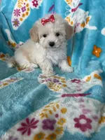 Gracie, a female Maltipoo for sale in Fort Myers, FL – 4 of 9