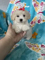Vera, a female Maltipoo for sale in Fort Myers, FL – 4 of 6