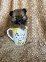 Pecan, a male Pomeranian for sale in Fort Myers, FL – 6 of 7