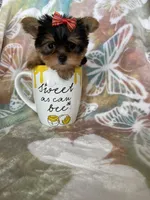 Tcup poppy, a female Yorkshire Terrier for sale in Fort Myers, FL – 3 of 7