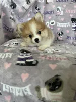Nico, a male Pomeranian for sale in Fort Myers, FL – 4 of 6