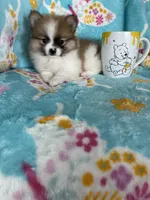 Yoshi, a male Pomeranian for sale in Fort Myers, FL – 4 of 7