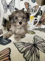 Samson, a male Maltipoo for sale in Fort Myers, FL – 6 of 8