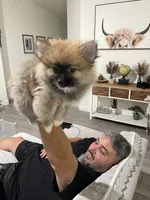 Trooper, a male Pomeranian for sale in Fort Myers, FL – 4 of 5