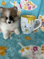Yoshi, a male Pomeranian for sale in Fort Myers, FL – 2 of 7