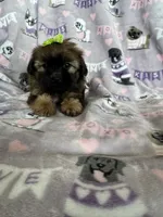 Toffee, a female Maltipoo for sale in Fort Myers, FL – 4 of 7