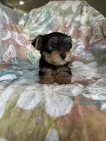 Rocco, a male Yorkshire Terrier for sale in Fort Myers, FL – 3 of 9