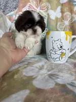 Twix, a male Shih Tzu for sale in Fort Myers, FL – 8 of 8