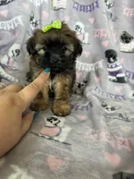 Toffee, a female Maltipoo for sale in Fort Myers, FL – 5 of 7