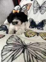Sally, a female Maltipoo for sale in Fort Myers, FL – 6 of 8