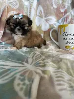 Tiny Cocoa, a female Shih Tzu for sale in Fort Myers, FL – 9 of 10