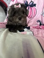 Harlee, a female Poodle - Miniature  for sale in Fort Myers, FL – 2 of 9