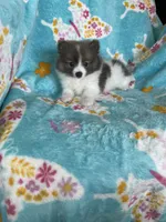 Noah, a male Pomeranian for sale in Fort Myers, FL – 2 of 9
