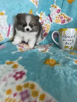 Tcup Chippy, a male Pomeranian for sale in Fort Myers, FL – 2 of 6