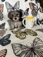 Summer, a female Maltipoo for sale in Fort Myers, FL – 6 of 8
