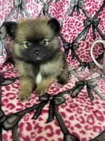 Espresso , a male Pomeranian for sale in Fort Myers, FL – 4 of 5