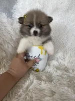 Daiquiri , a female Pomeranian for sale in Fort Myers, FL – 5 of 7