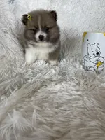 Daiquiri , a female Pomeranian for sale in Fort Myers, FL – 6 of 7