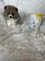 Daiquiri , a female Pomeranian for sale in Fort Myers, FL – 2 of 7