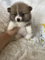 Daiquiri , a female Pomeranian for sale in Fort Myers, FL – 7 of 7