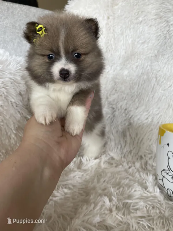 Daiquiri  – Pomeranian puppy for sale in Fort Myers, FL