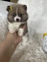 Daiquiri , a female Pomeranian for sale in Fort Myers, FL – 1 of 7
